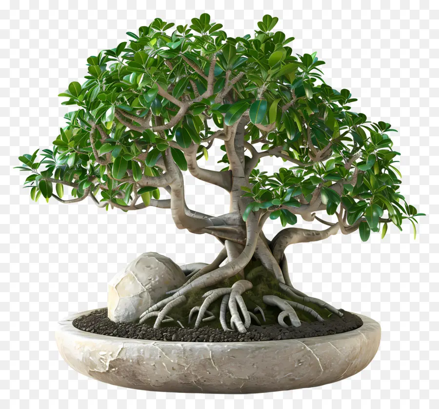 Ficus Bonsaï，Bonsaï PNG