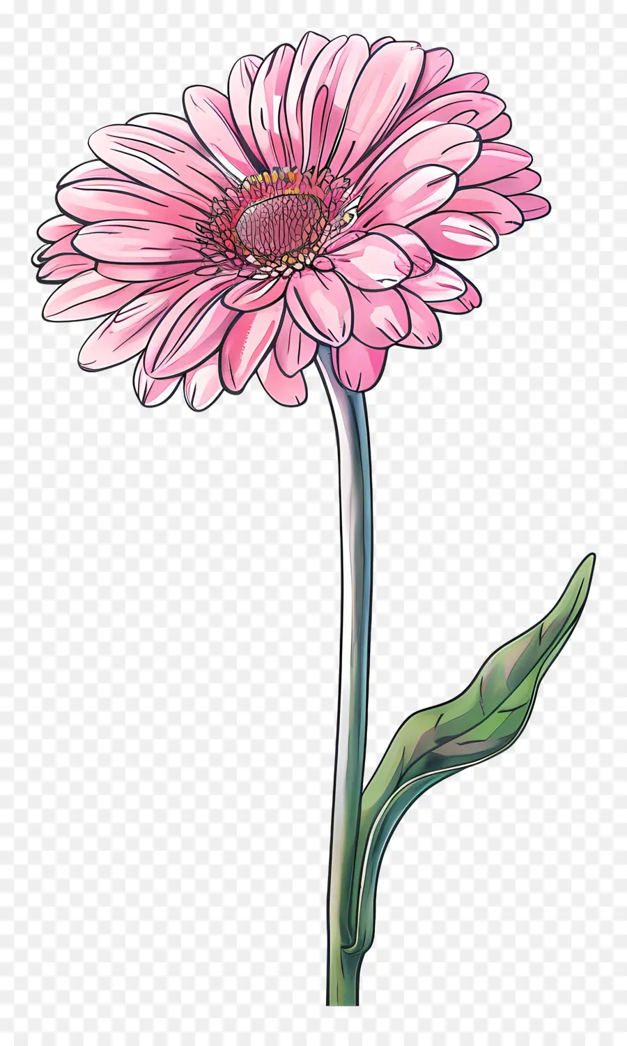 Gerbera Rose，Marguerite PNG