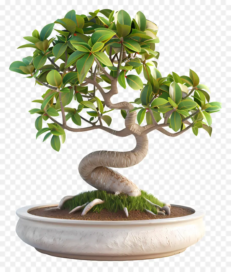 Ficus Bonsaï，Bonsaï PNG