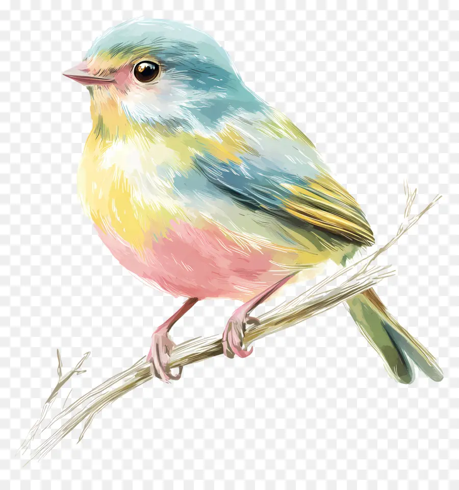 Oiseau Pastel，Oiseau Coloré PNG