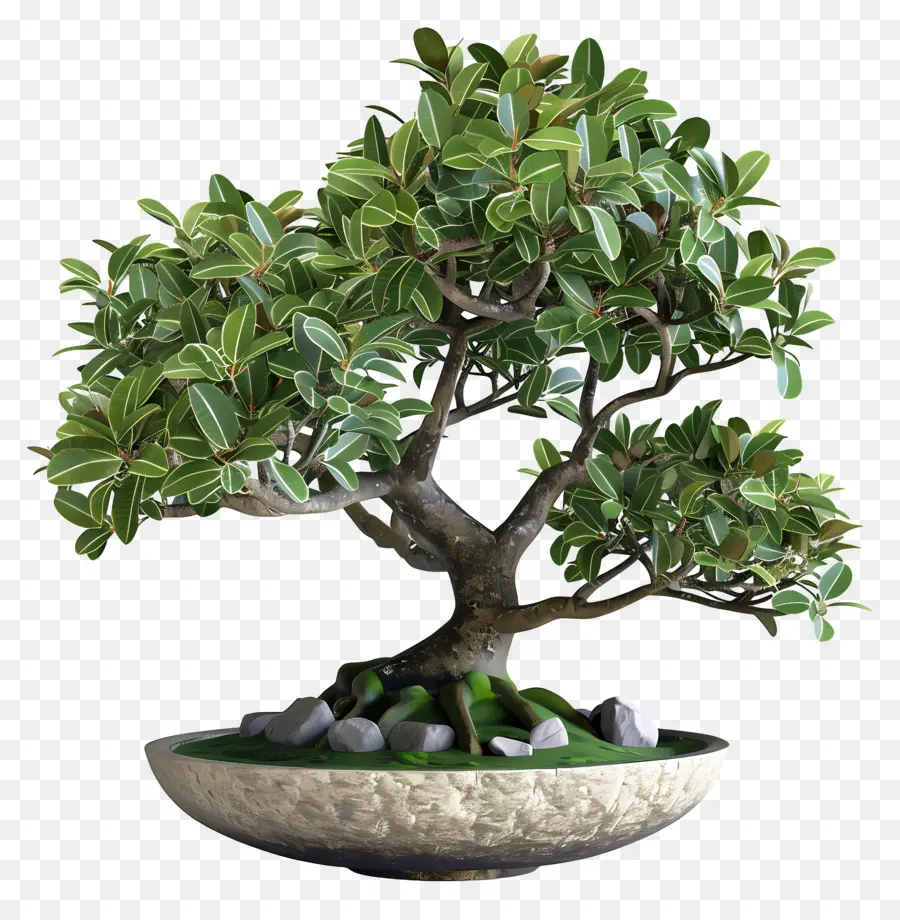 Ficus Bonsaï，Bonsaï PNG