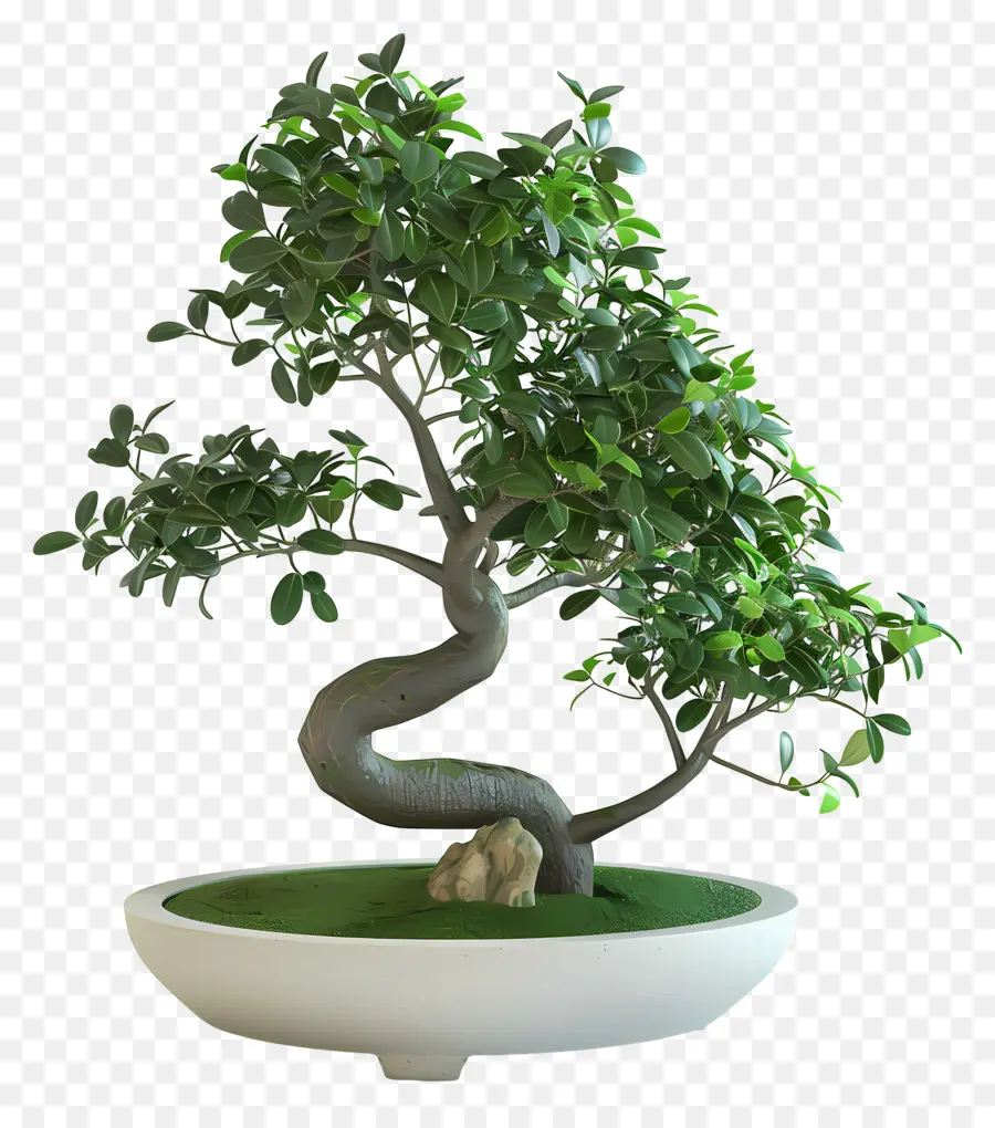 Ficus Bonsaï，Bonsaï PNG