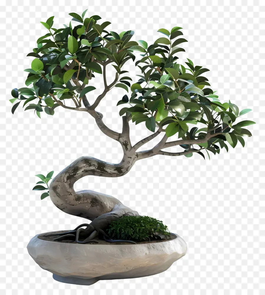 Ficus Bonsaï，Bonsaï PNG