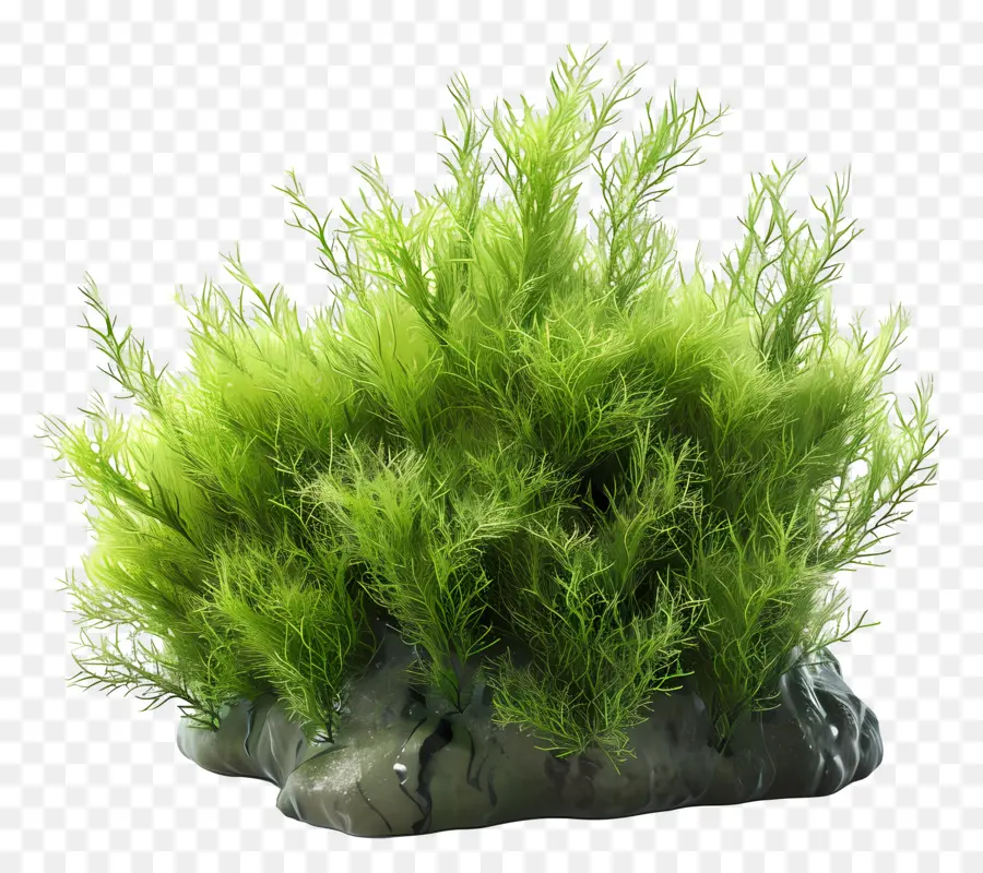 Mousse De Mer，Plante Verte PNG