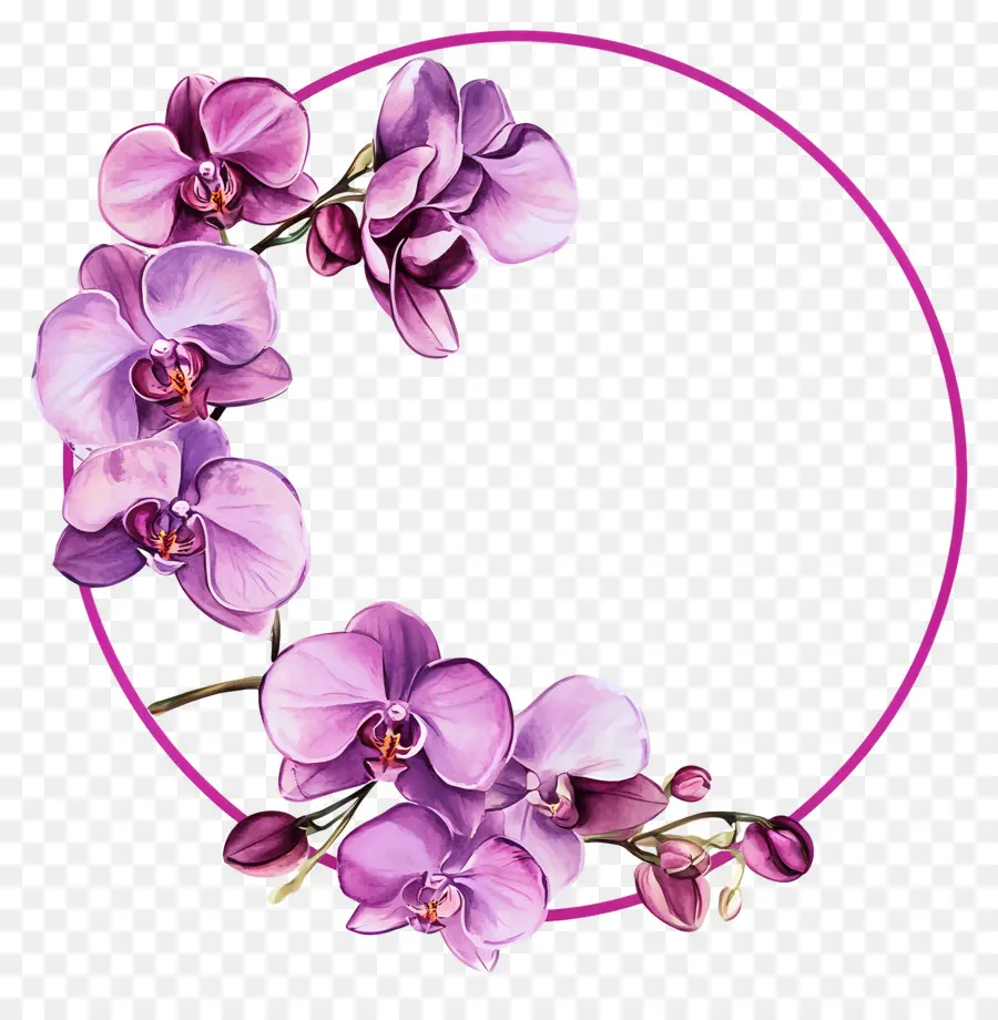 Cadre De Cercle，Orchidées Violettes PNG