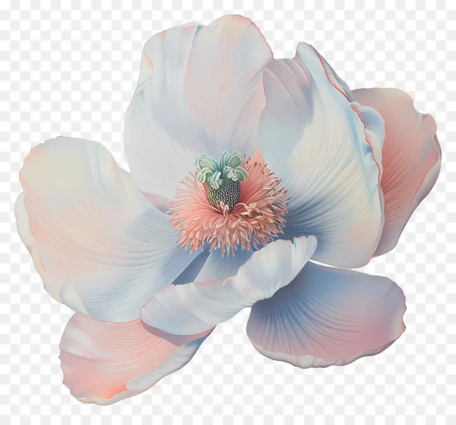 Fleur Pastel，Fleur PNG