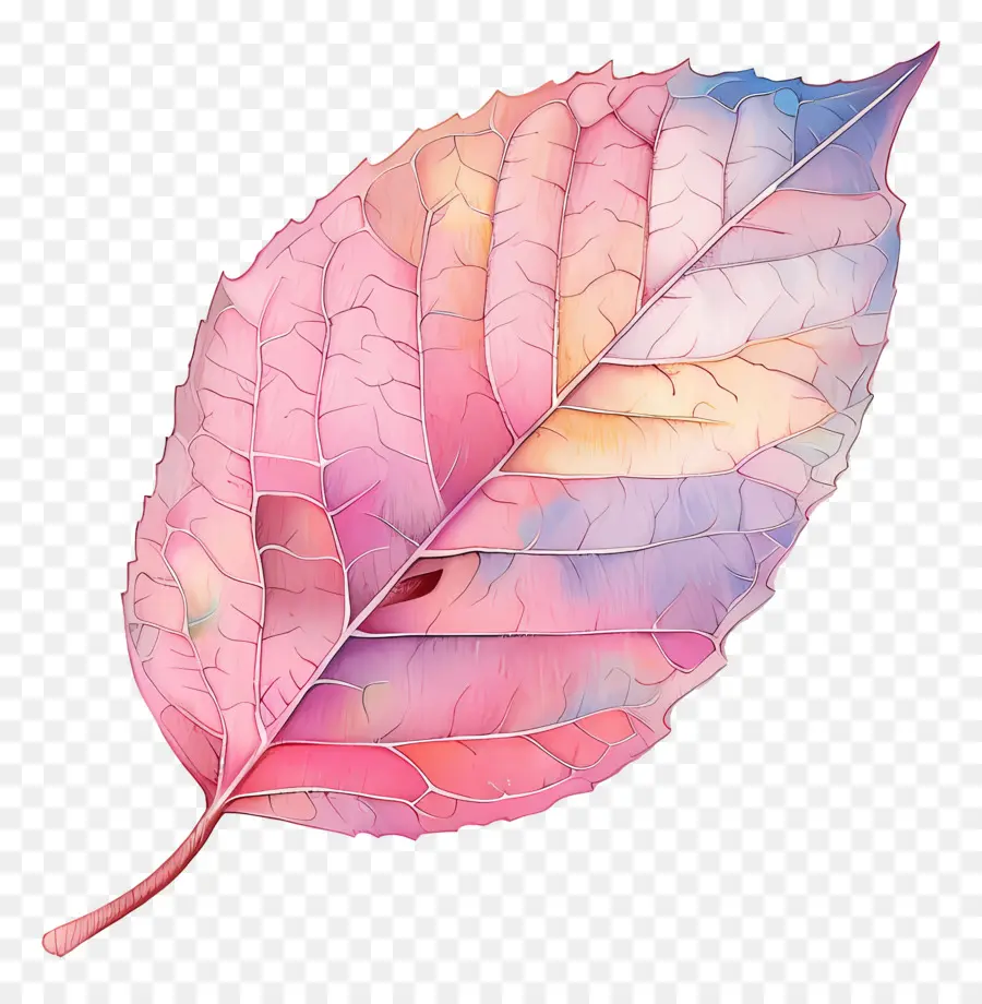 Feuille Pastel，Feuille Colorée PNG