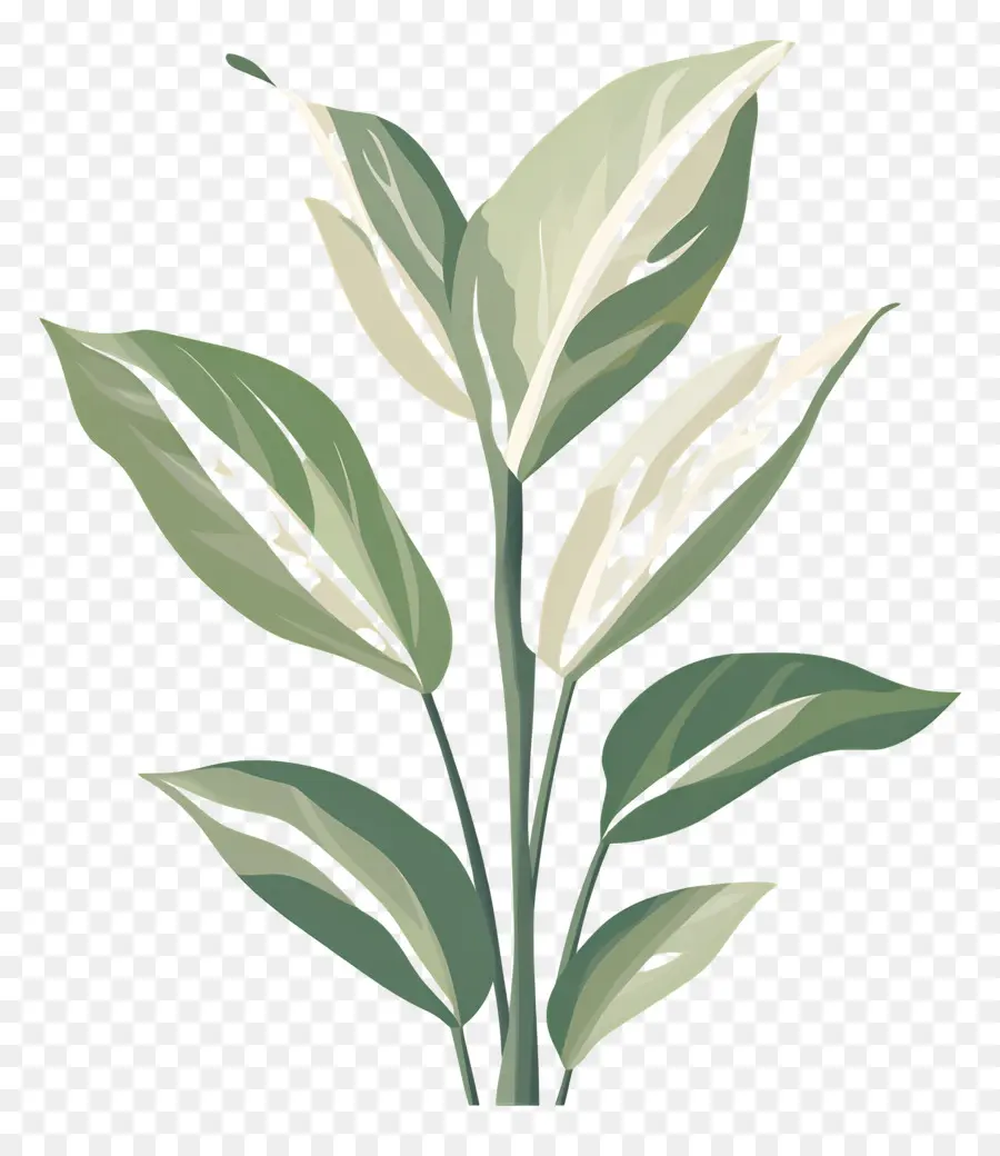 Plante Verte，Nature PNG