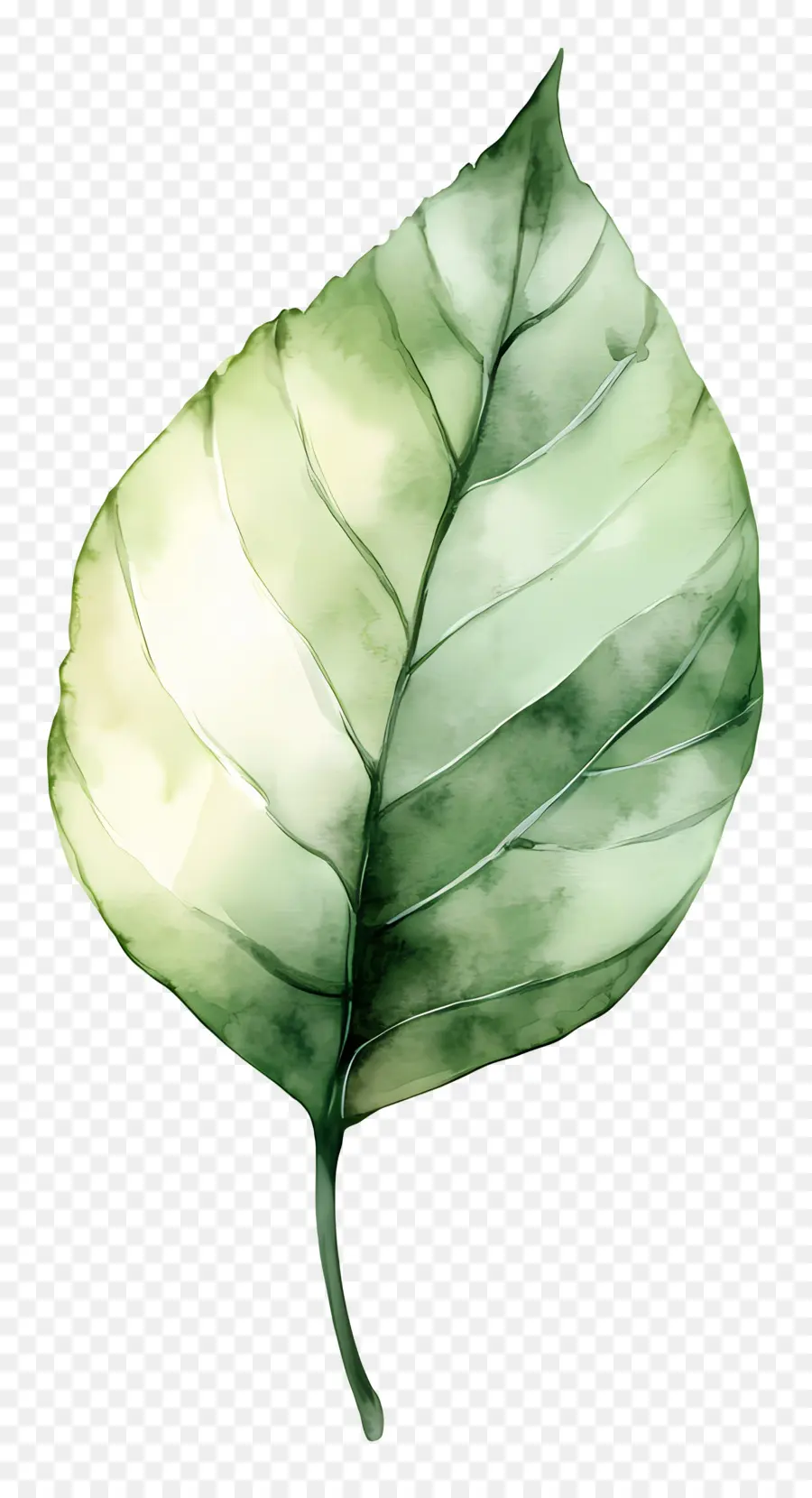 Feuille D'aquarelle，Feuille Verte PNG