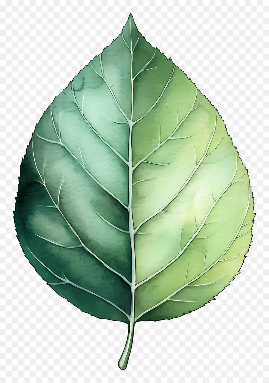 Feuille D'aquarelle，Feuille Verte PNG