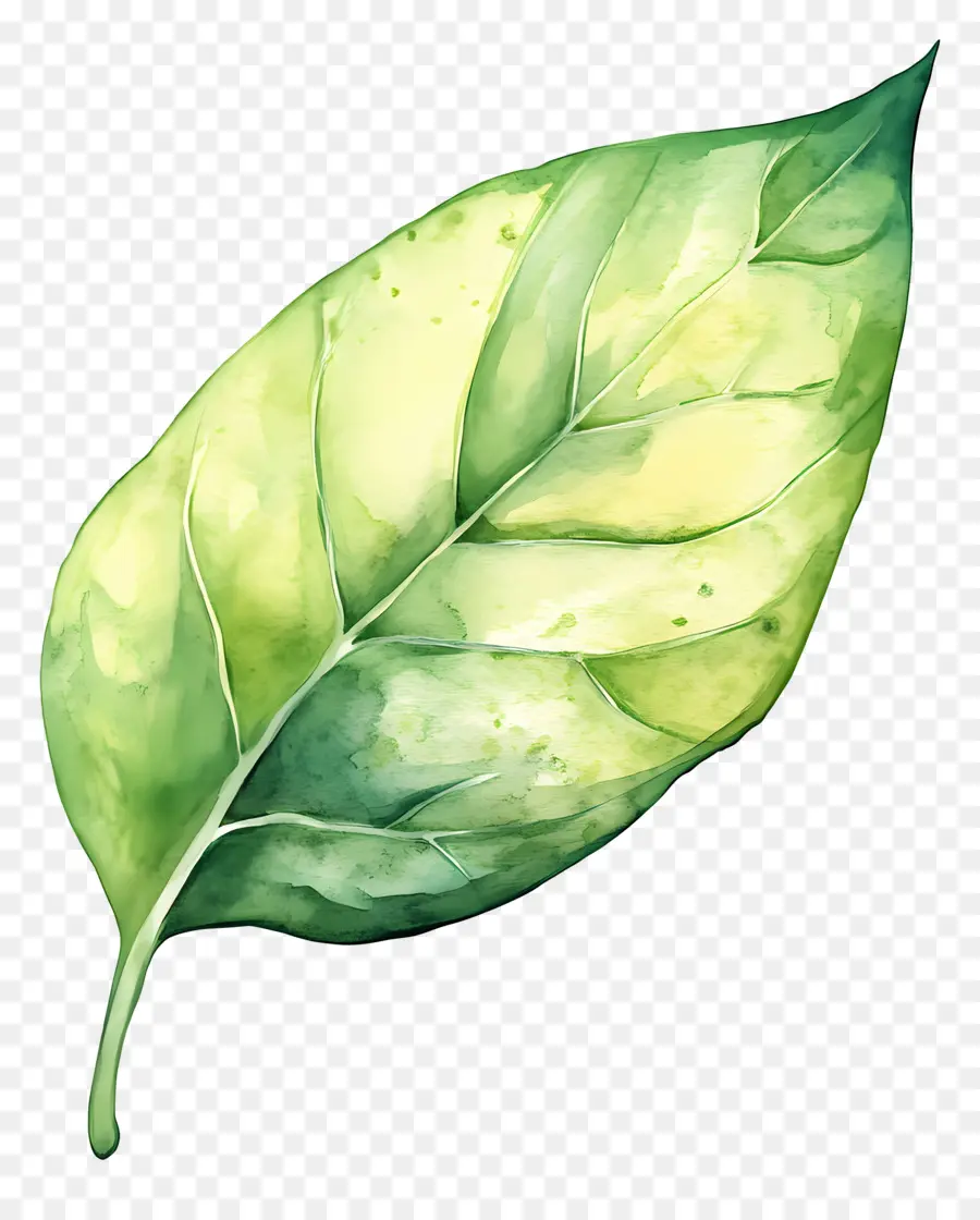 Feuille D'aquarelle，Feuille Verte PNG