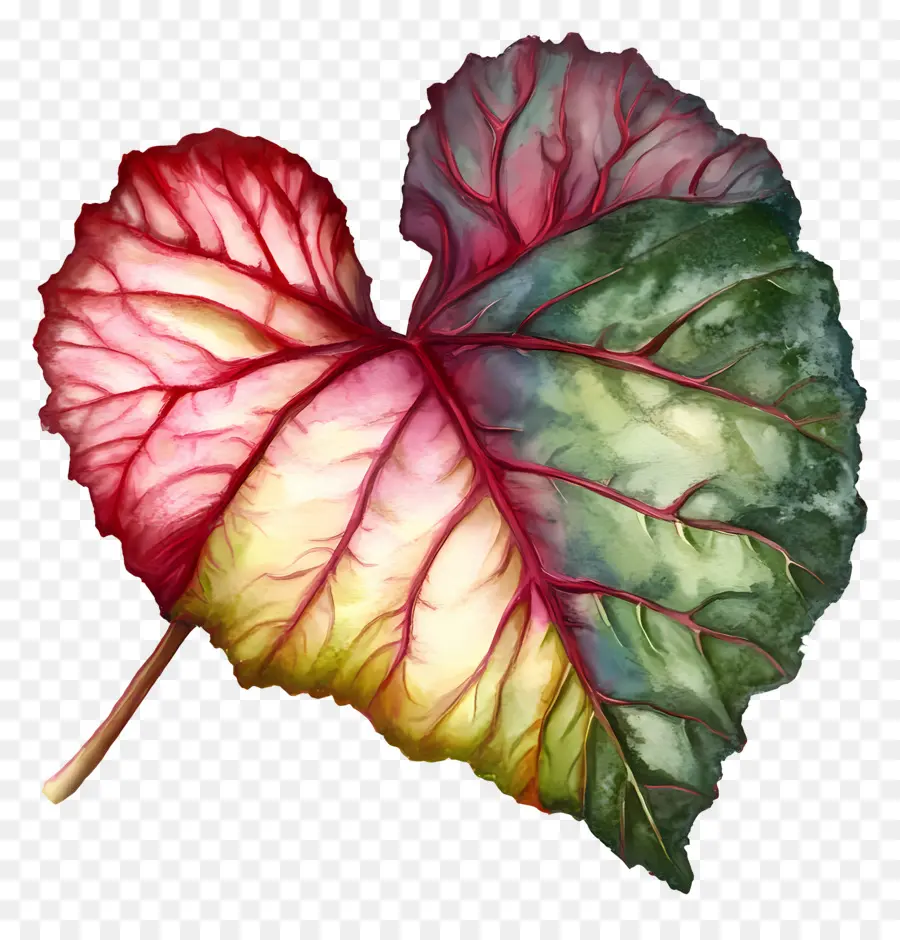 Feuille D'aquarelle，Feuille PNG