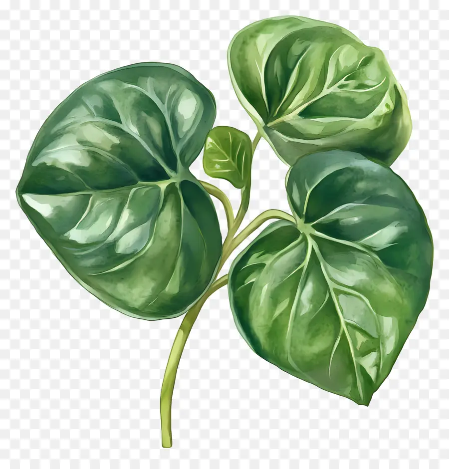 Feuille D'aquarelle，Épinards Verts PNG