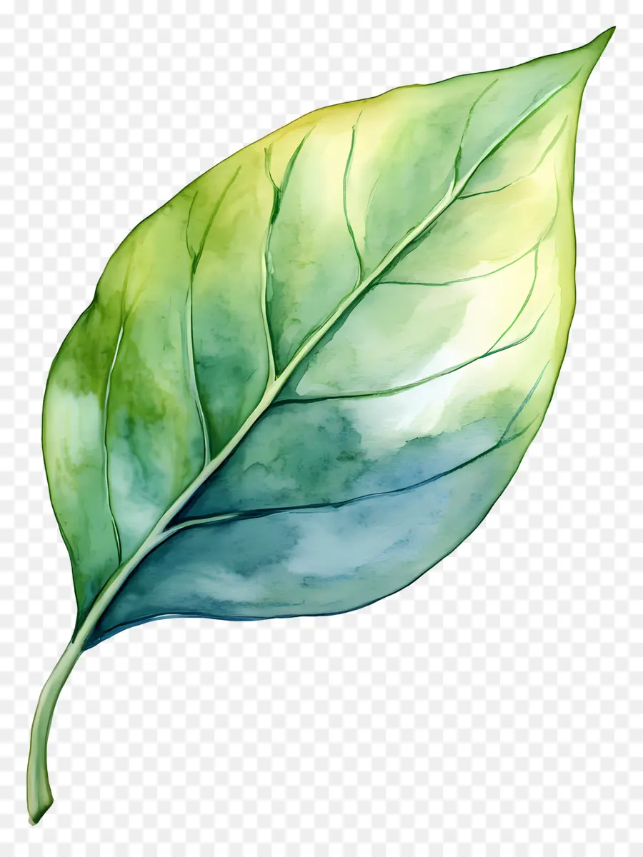 Feuille D'aquarelle，Feuille Verte PNG