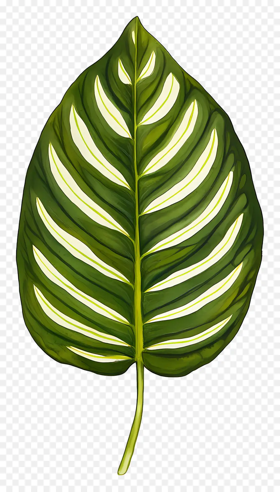 Feuille D'aquarelle，Feuille Verte PNG