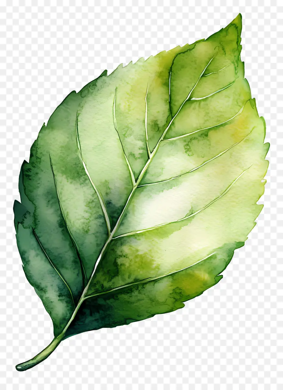 Feuille D'aquarelle，Feuille Verte PNG