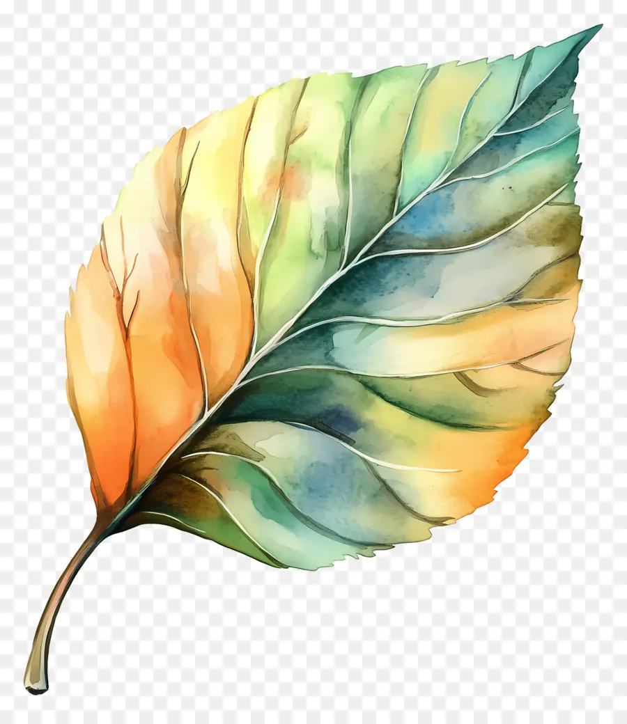 Feuille D'aquarelle，Feuille Verte PNG