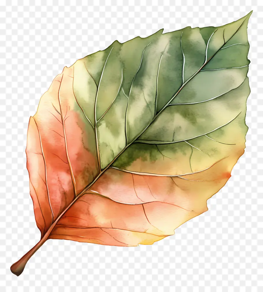 Feuille D'aquarelle，Feuille Verte PNG