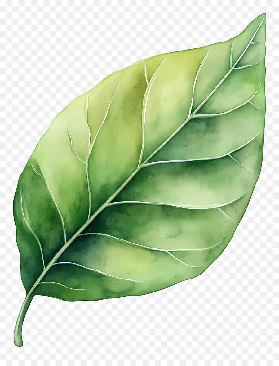 Feuille D'aquarelle，Feuille Verte PNG