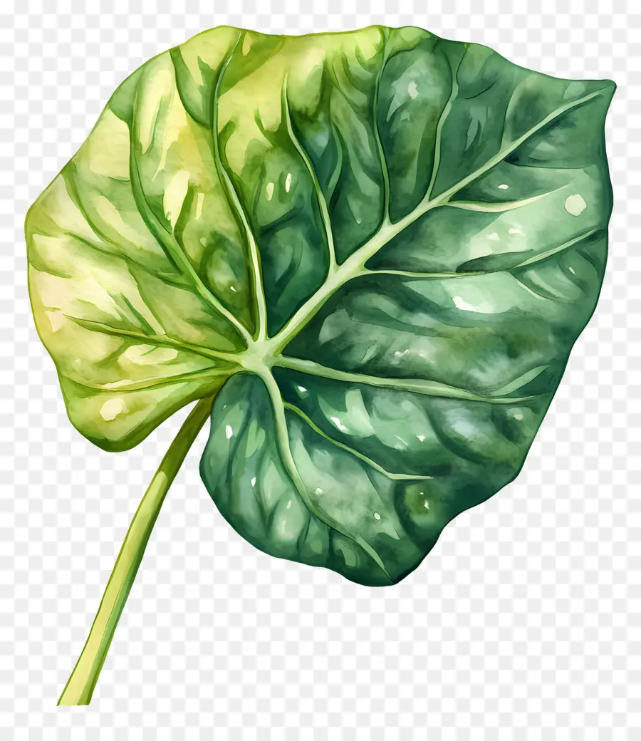 Feuille D'aquarelle，Feuille Verte PNG