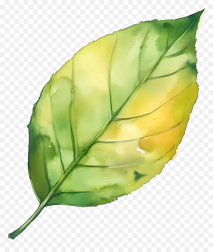 Feuille D'aquarelle，Feuille Verte PNG