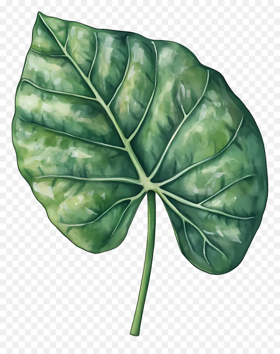 Feuille D'aquarelle，Feuille Verte Et Blanche PNG