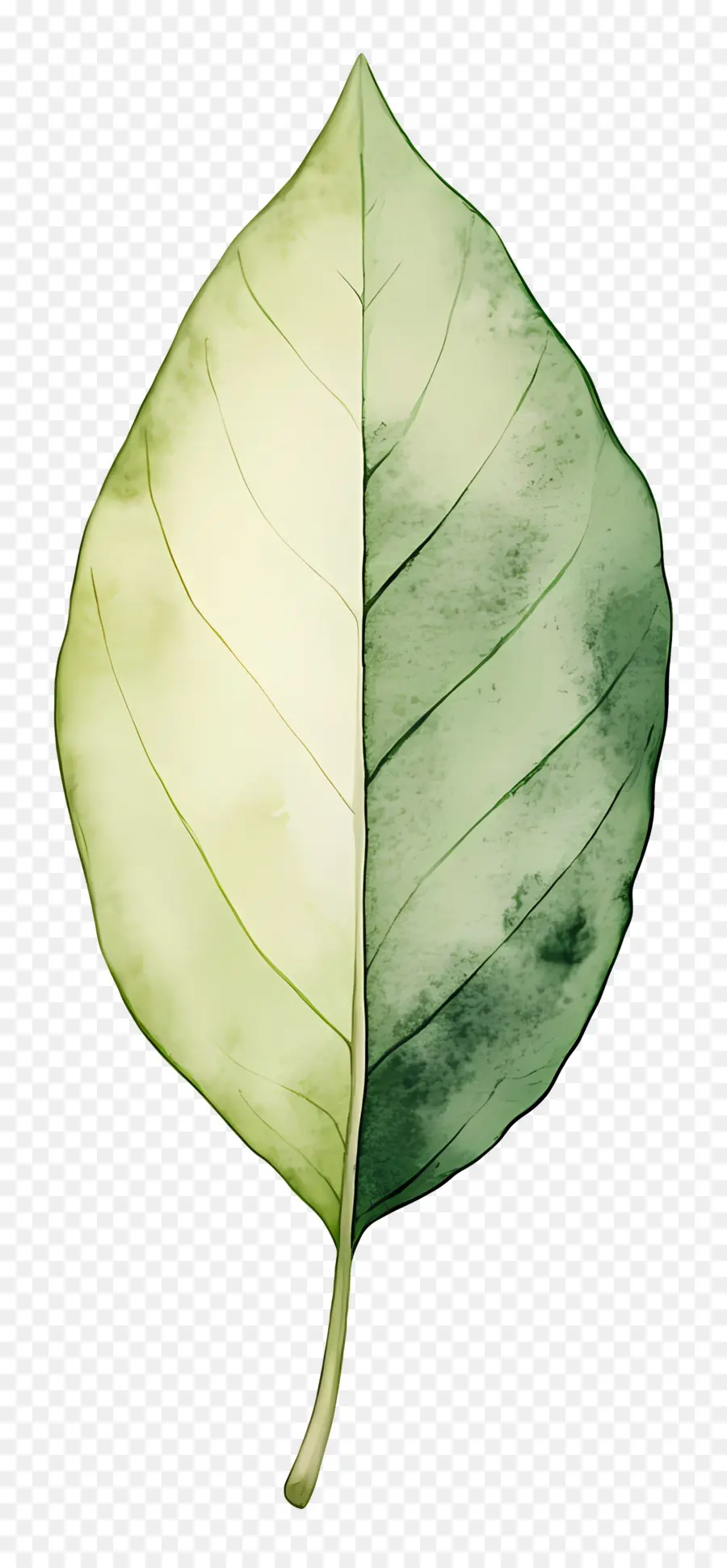 Feuille D'aquarelle，Feuille PNG