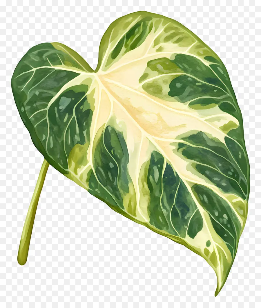 Feuille D'aquarelle，Feuille Verte Et Blanche PNG