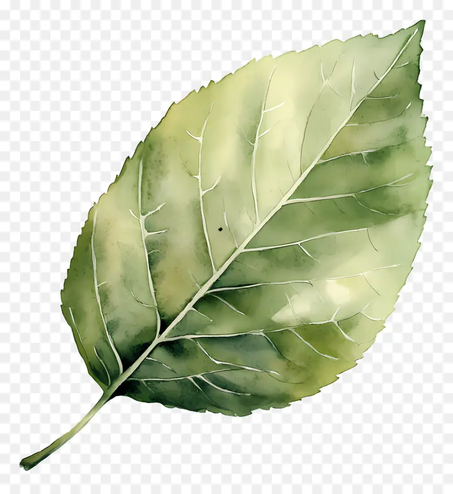 Feuille D'aquarelle，Feuilles Vertes PNG