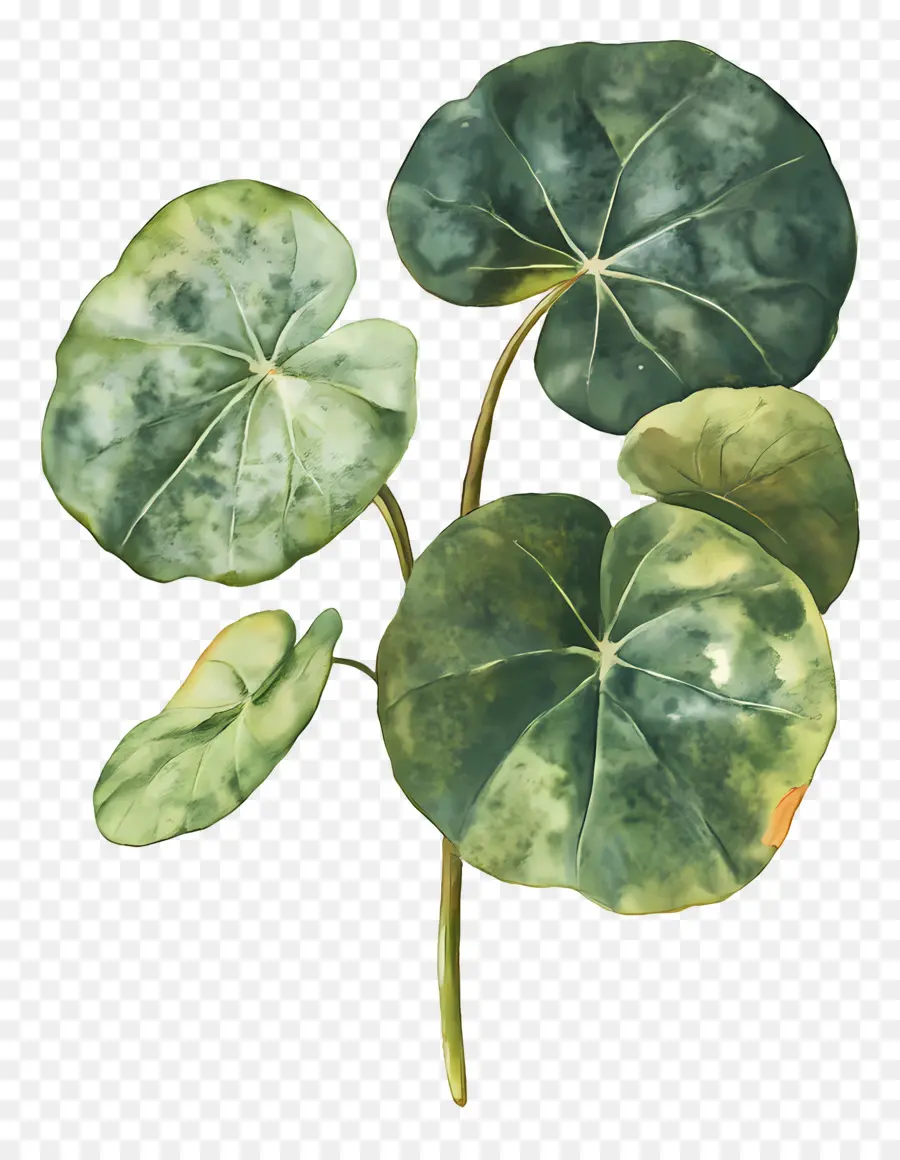 Feuille D'aquarelle，Feuilles De Lotus PNG