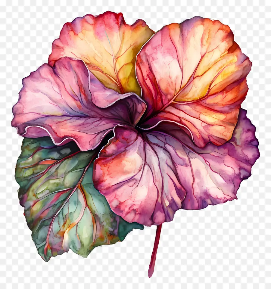 Feuille D'aquarelle，Fleur Colorée PNG