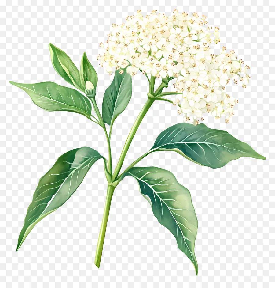 Fleur De Sureau，Fleurs Blanches PNG