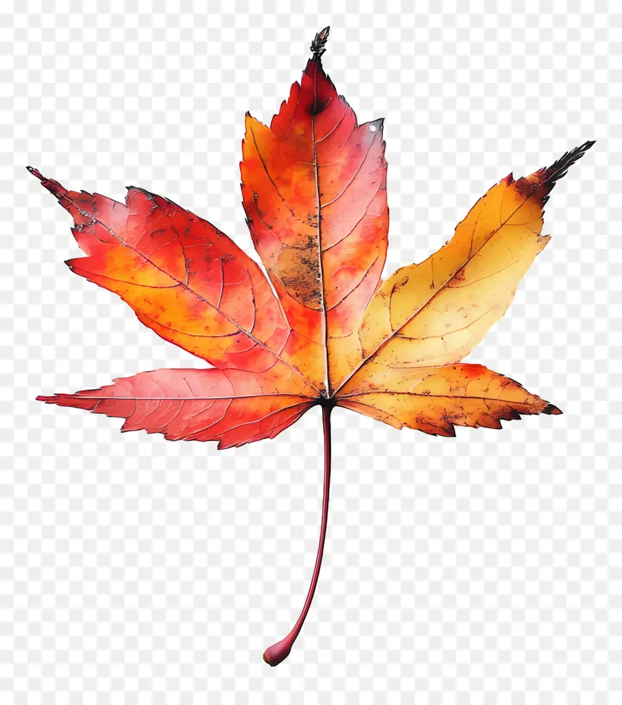 Feuille D'automne，Automne PNG