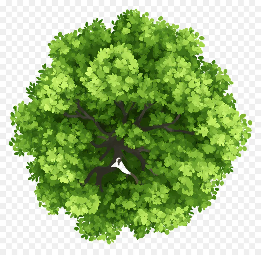 Plan D'arbre Vert，Arbre Vert PNG