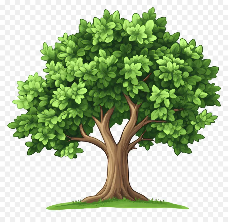 Arbre Dense，Arbre PNG