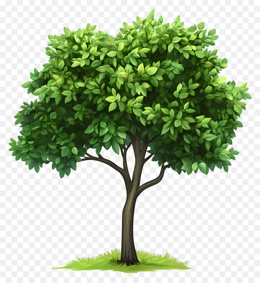 Arbre Dense，Arbre PNG