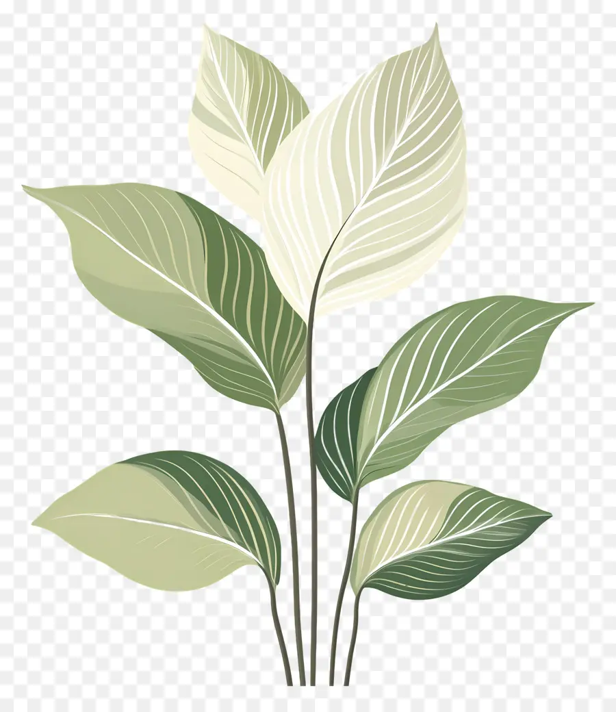 Plante Verte，Usine PNG