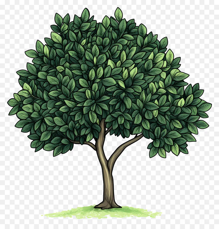 Arbre Dense，Arbre PNG