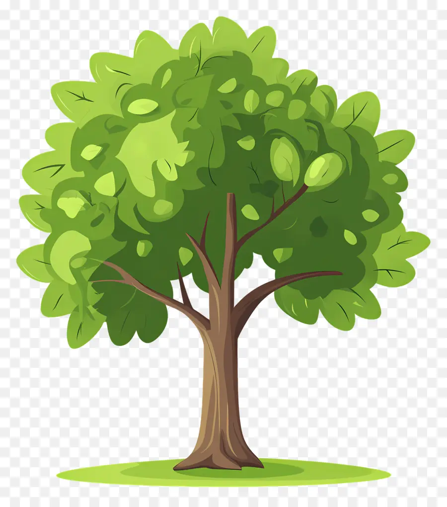 Arbre Dense，Arbre PNG