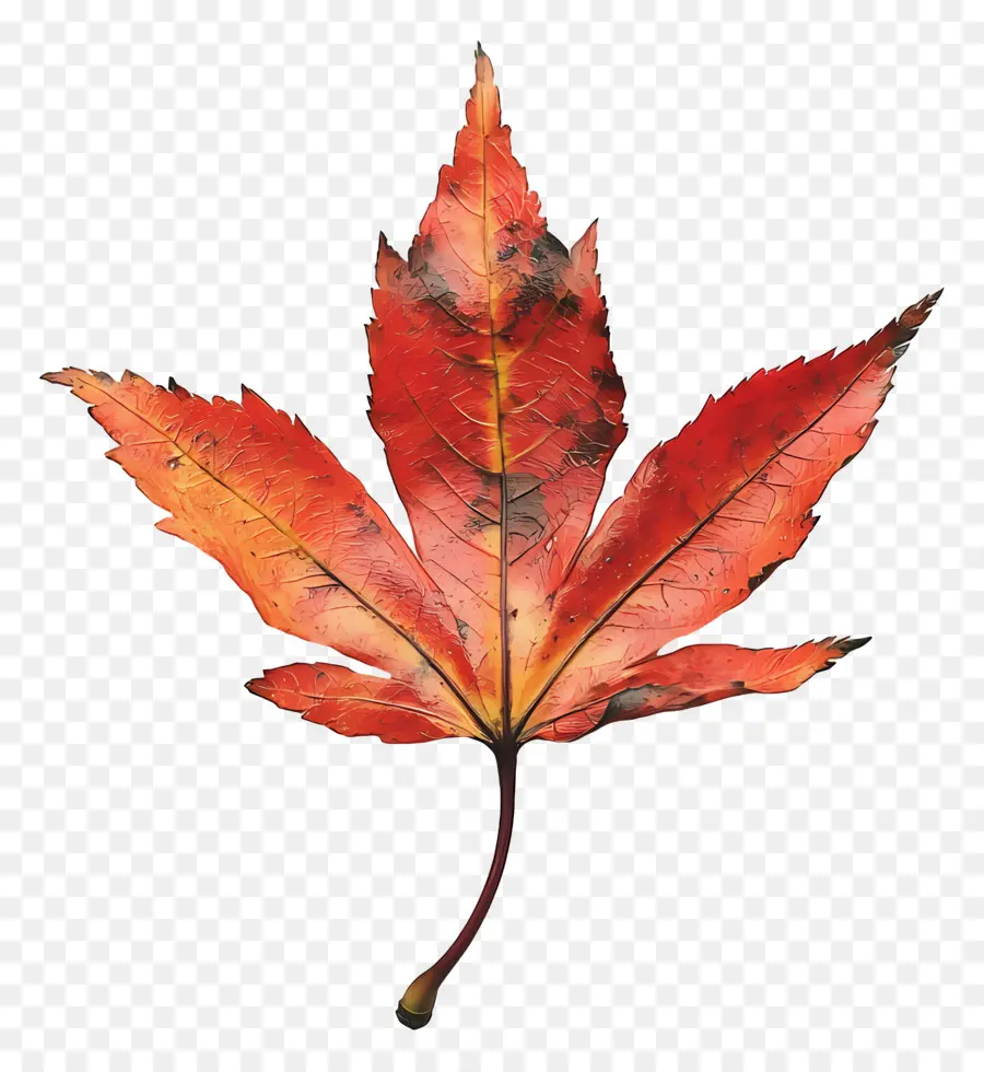 Feuille D'automne，Automne PNG