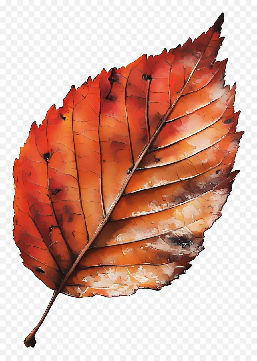 Feuille D'automne，Automne PNG