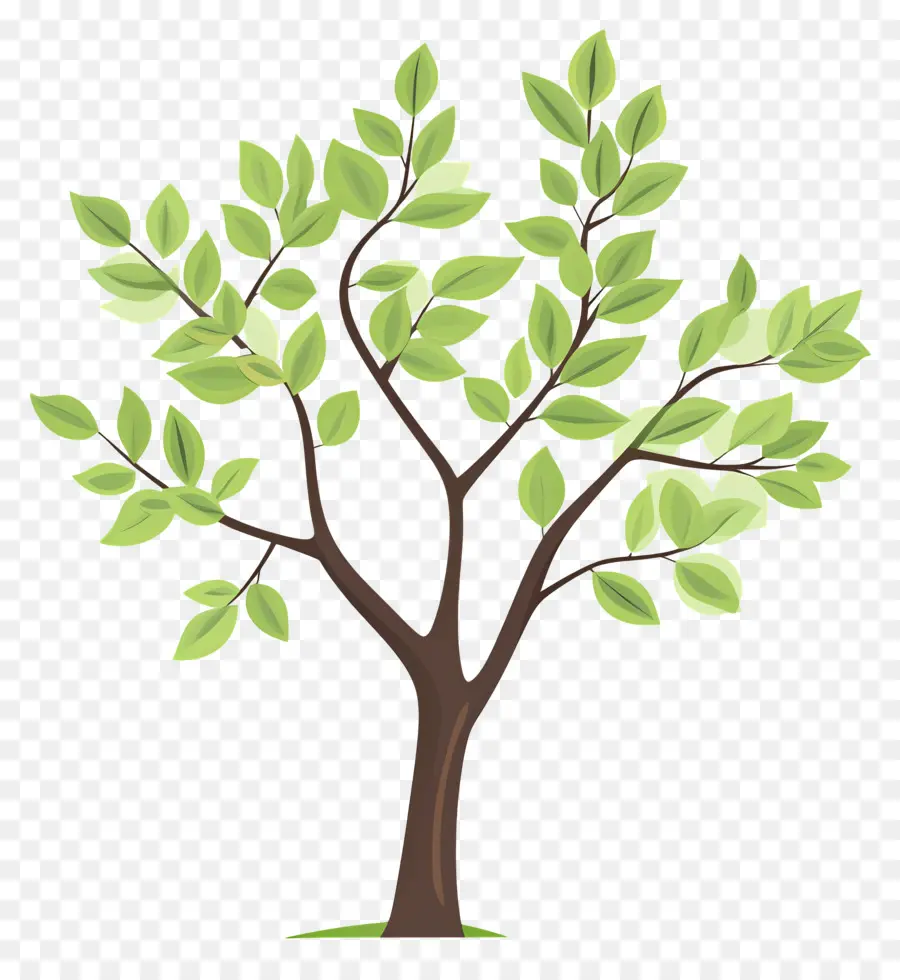 Arbre Simple，Arbre PNG