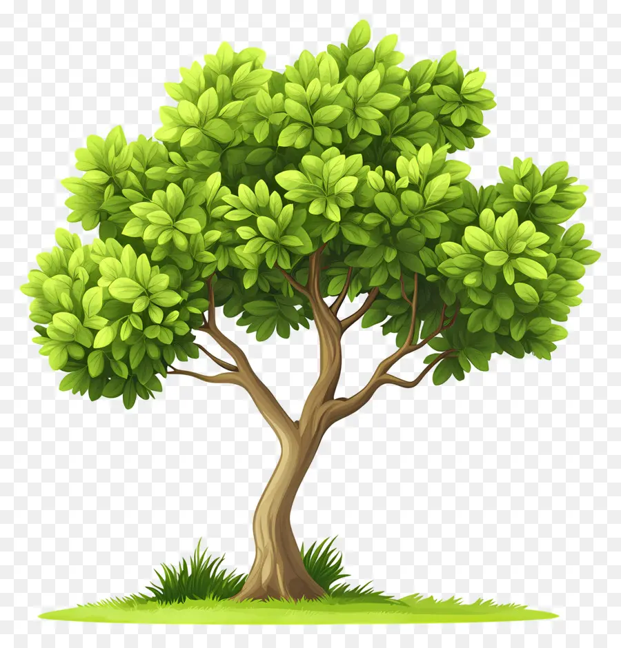 Arbre Dense，Arbre PNG