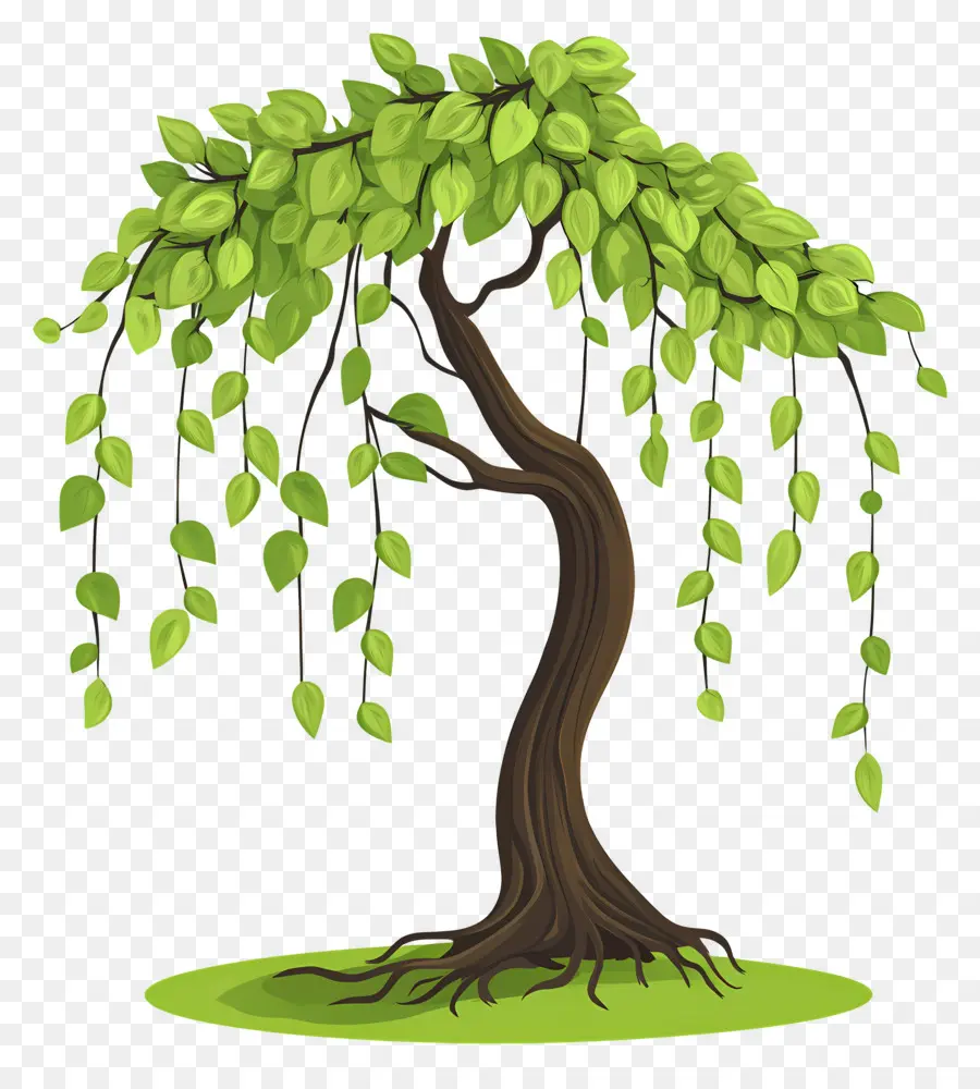 Arbre Dense，Arbre PNG