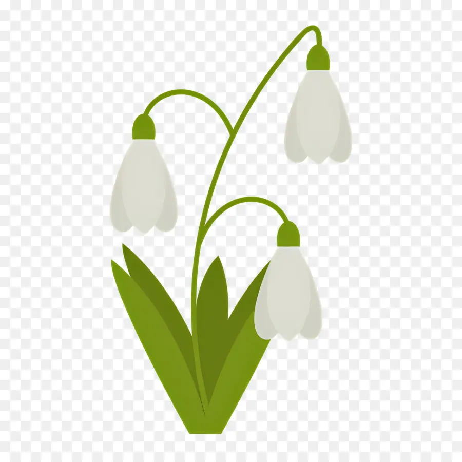 Fleur Sauvage，Perce Neige PNG