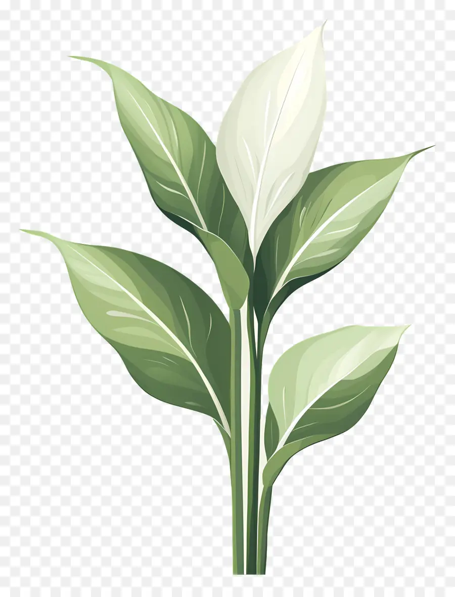 Plante Verte，Feuilles Vertes PNG