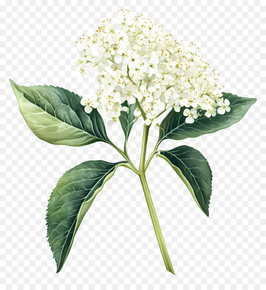 Fleur De Sureau，Hortensia PNG