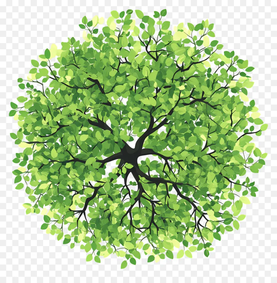 Plan D'arbre Vert，Arbre Vert PNG