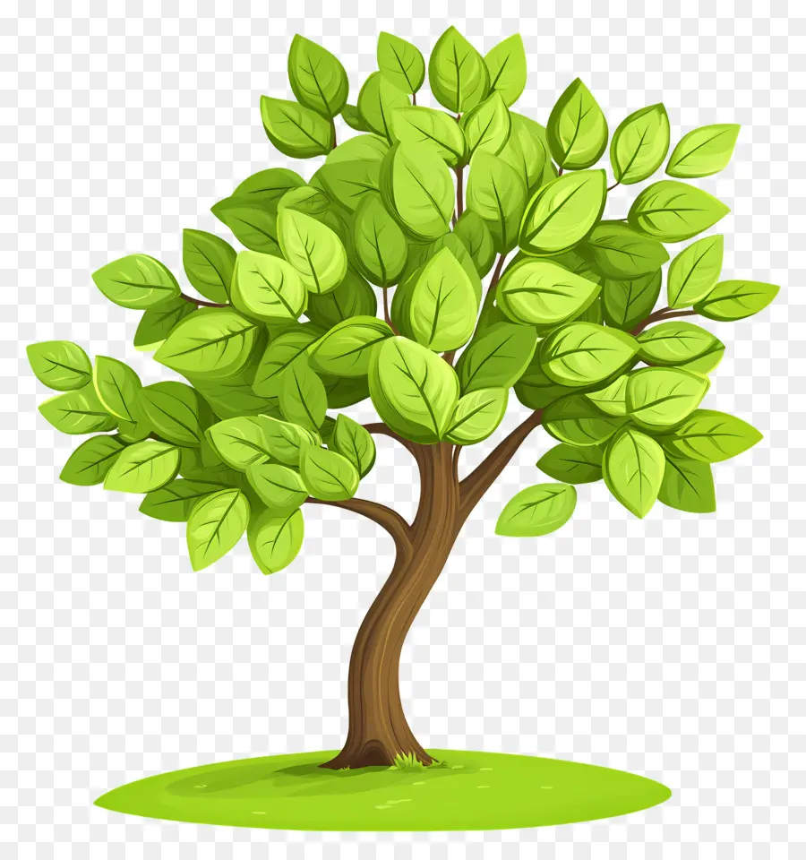 Arbre Dense，Arbre PNG