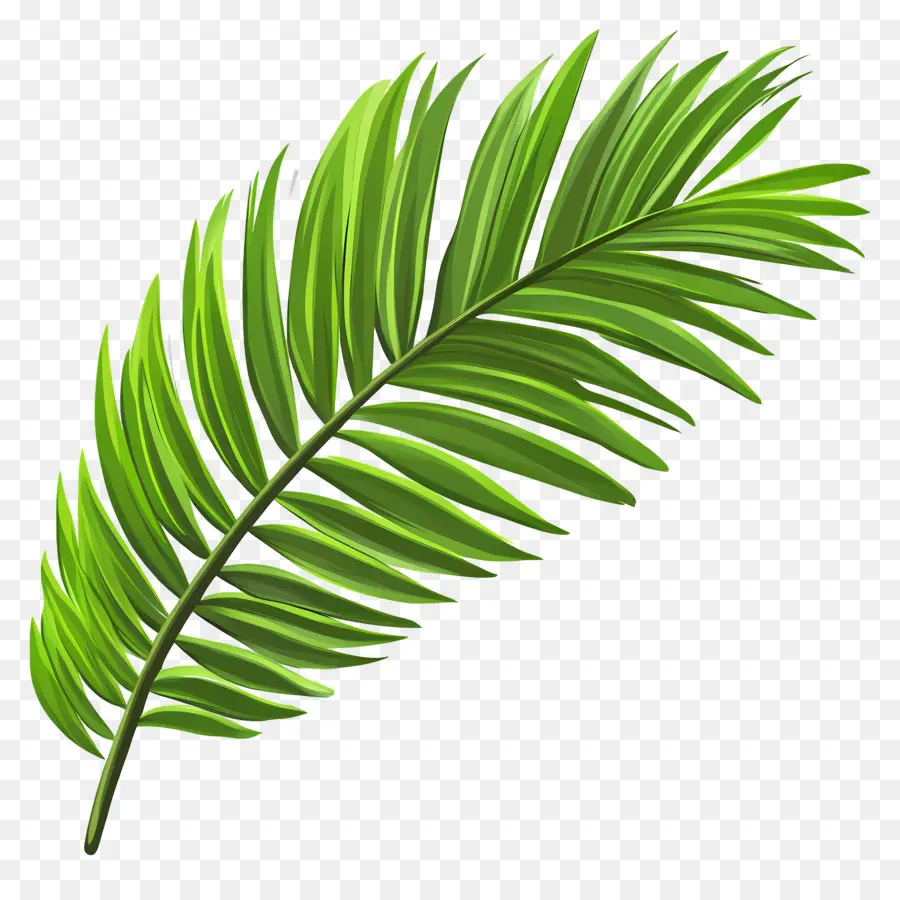 Feuille De Noix De Coco，Palme PNG